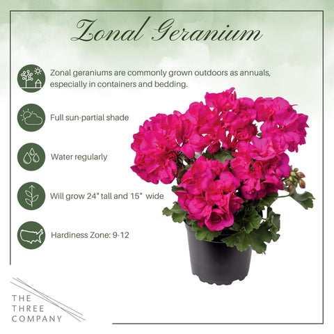 Geraniums in a pot ready for patio display by The Three Company
