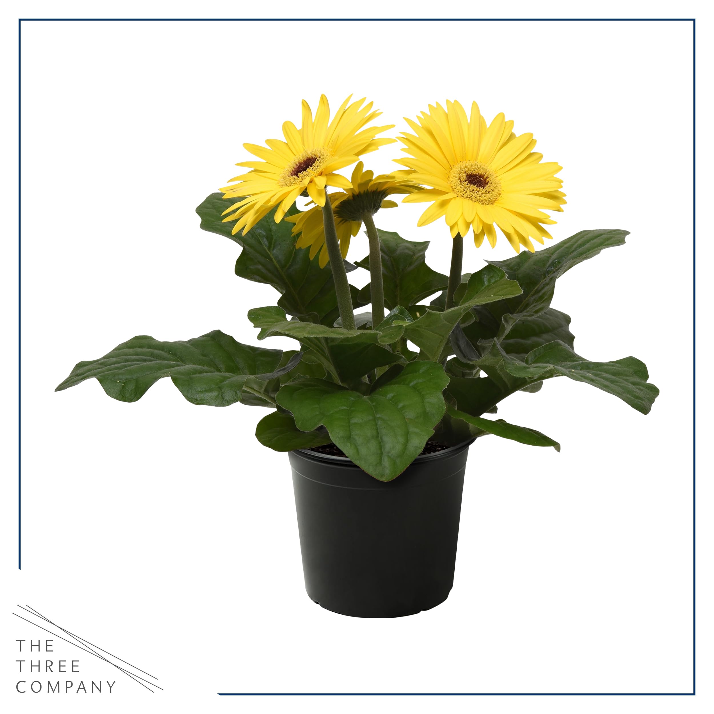 Bees and butterflies visit The Three Company gerbera daisies for pollinator-friendly yard color.