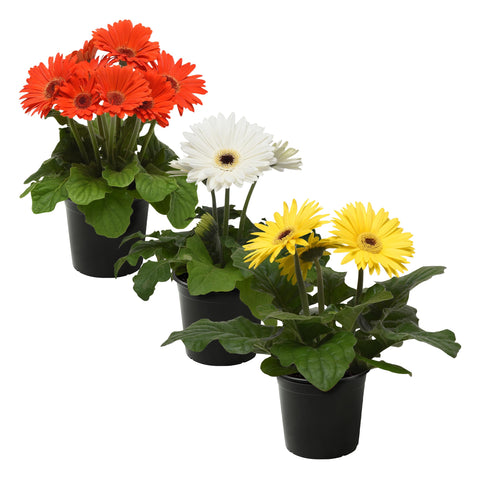 The Three Company gerbera daisies in bloom closeup brighten spring gardens.