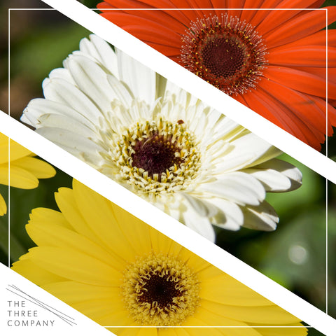 The Three Company gerbera daisies in a 1 qt pot ready for sunny patios.