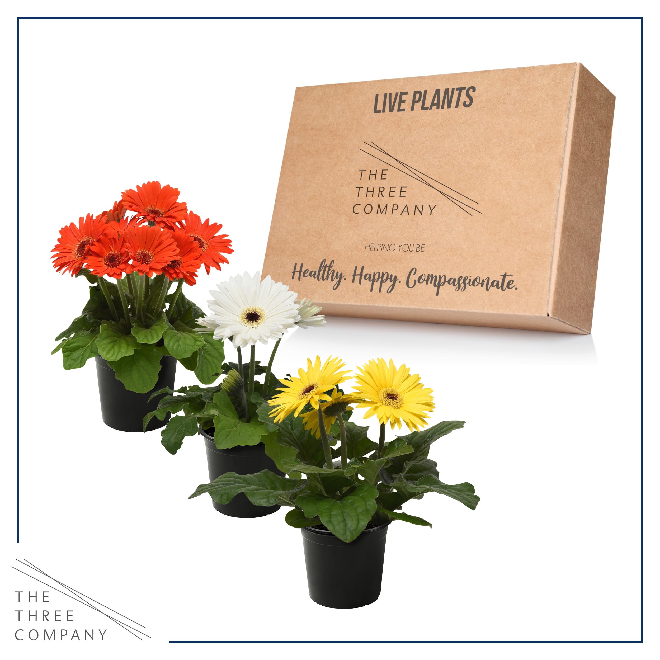 The Three Company gerbera daisies packaged fresh and shipped from our greenhouse.