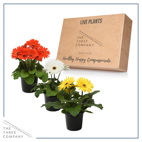 The Three Company gerbera daisies packaged fresh and shipped from our greenhouse.