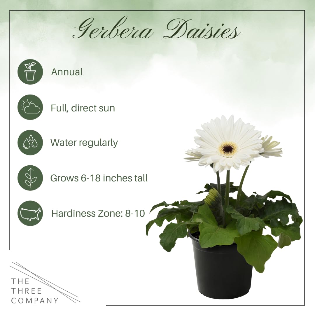 Three gerbera daisies from The Three Company create a vibrant 3-pack container display.