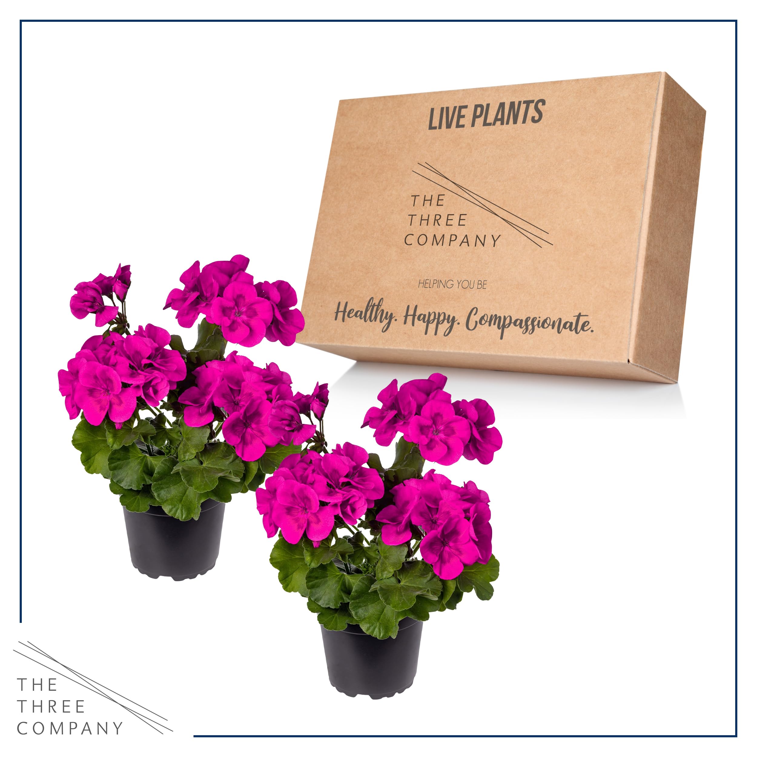 Fresh greenhouse-grown geraniums from The Three Company delivered to you