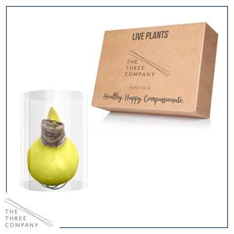 The Three Company greenhouse-direct amaryllis packaging hints at fresh, vibrant gift-ready decor.
