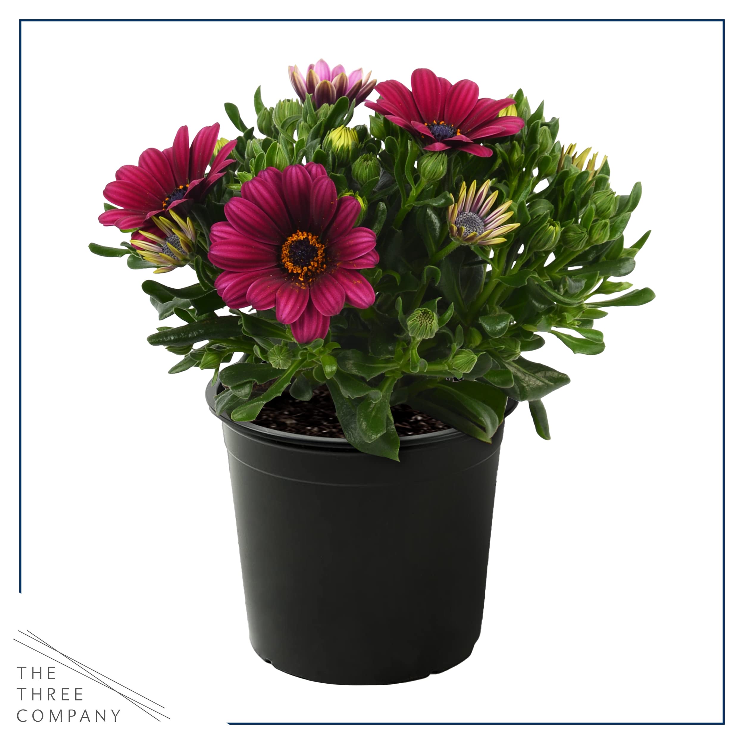 The Three Company growers-choice osteospermum 3-pack offers varied color for borders.