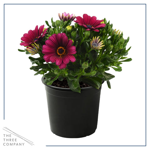 The Three Company growers-choice osteospermum 3-pack offers varied color for borders.