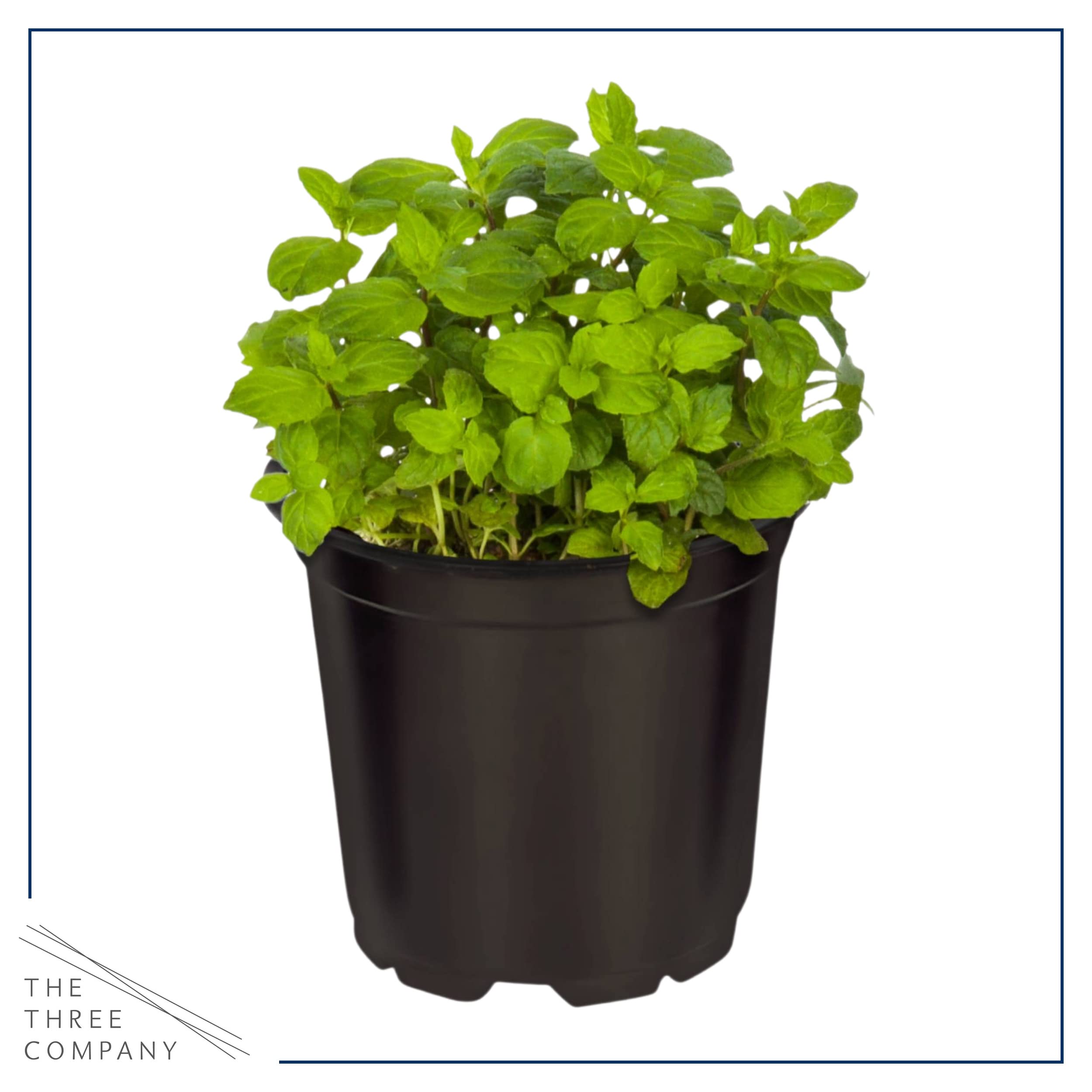 The Three Company herb combo collection in a single pot inspires versatile use.