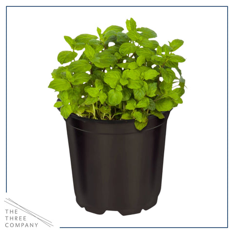 The Three Company herb combo collection in a single pot inspires versatile use.