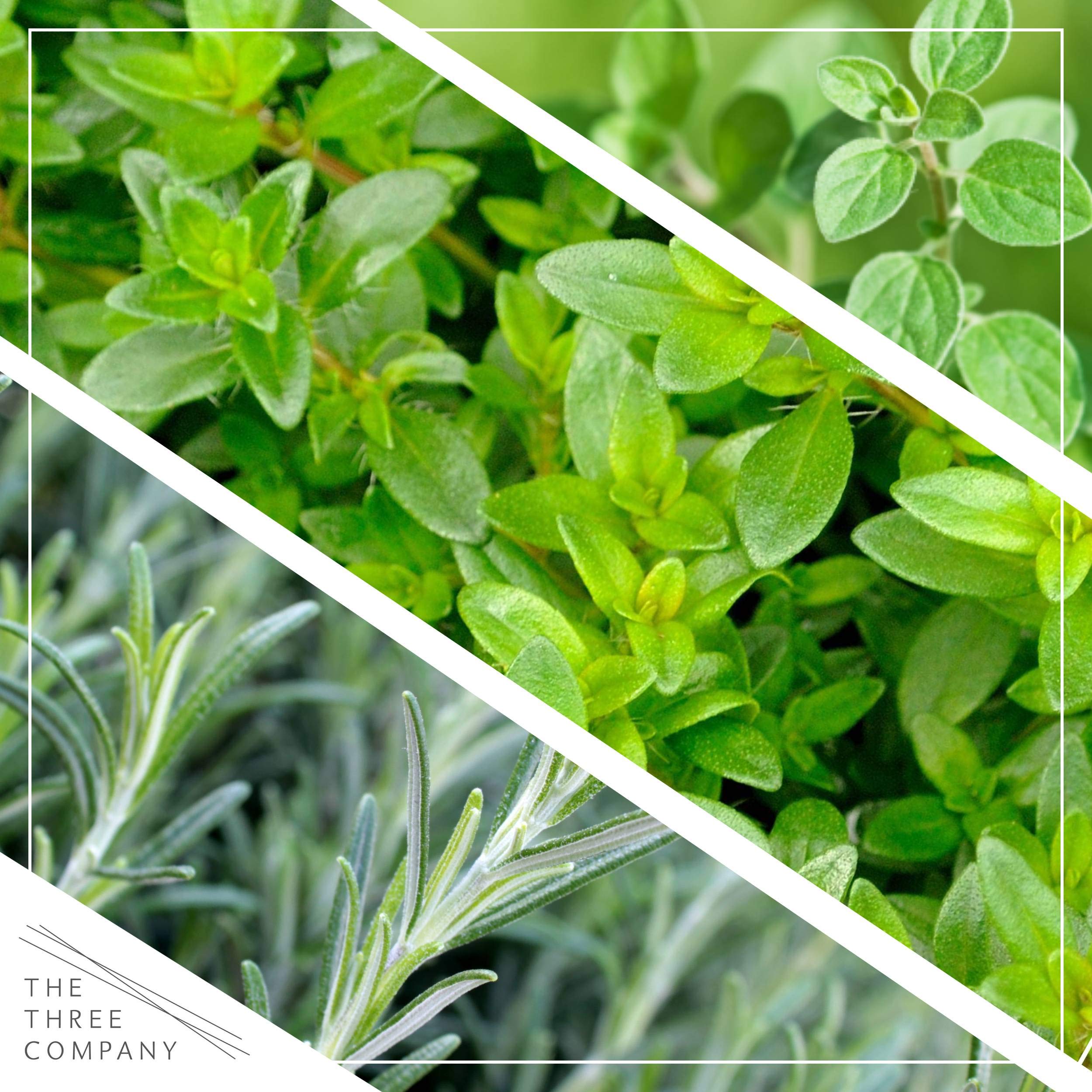 The Three Company herb harvest bundle, fresh scents and versatile uses