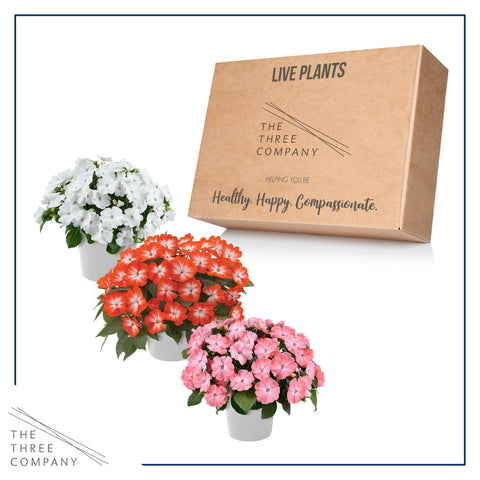 The Three Company impatiens reach 18 inches tall with compact 9-inch spread.