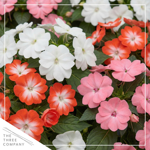 The Three Company Impatiens heart-shaped petals shine in shaded patios.
