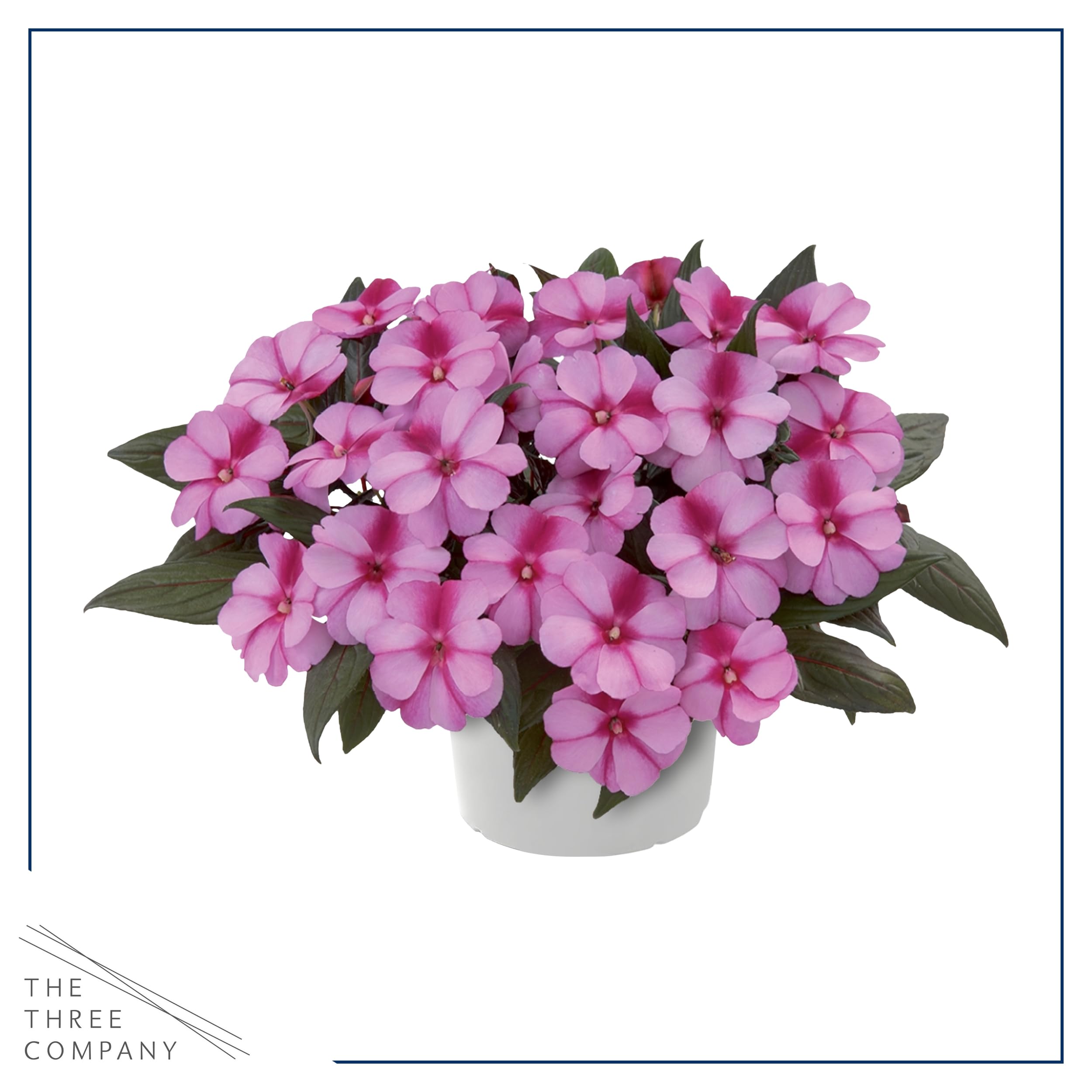 The Three Company Impatiens qt-pot displays vibrant shade for garden edges.