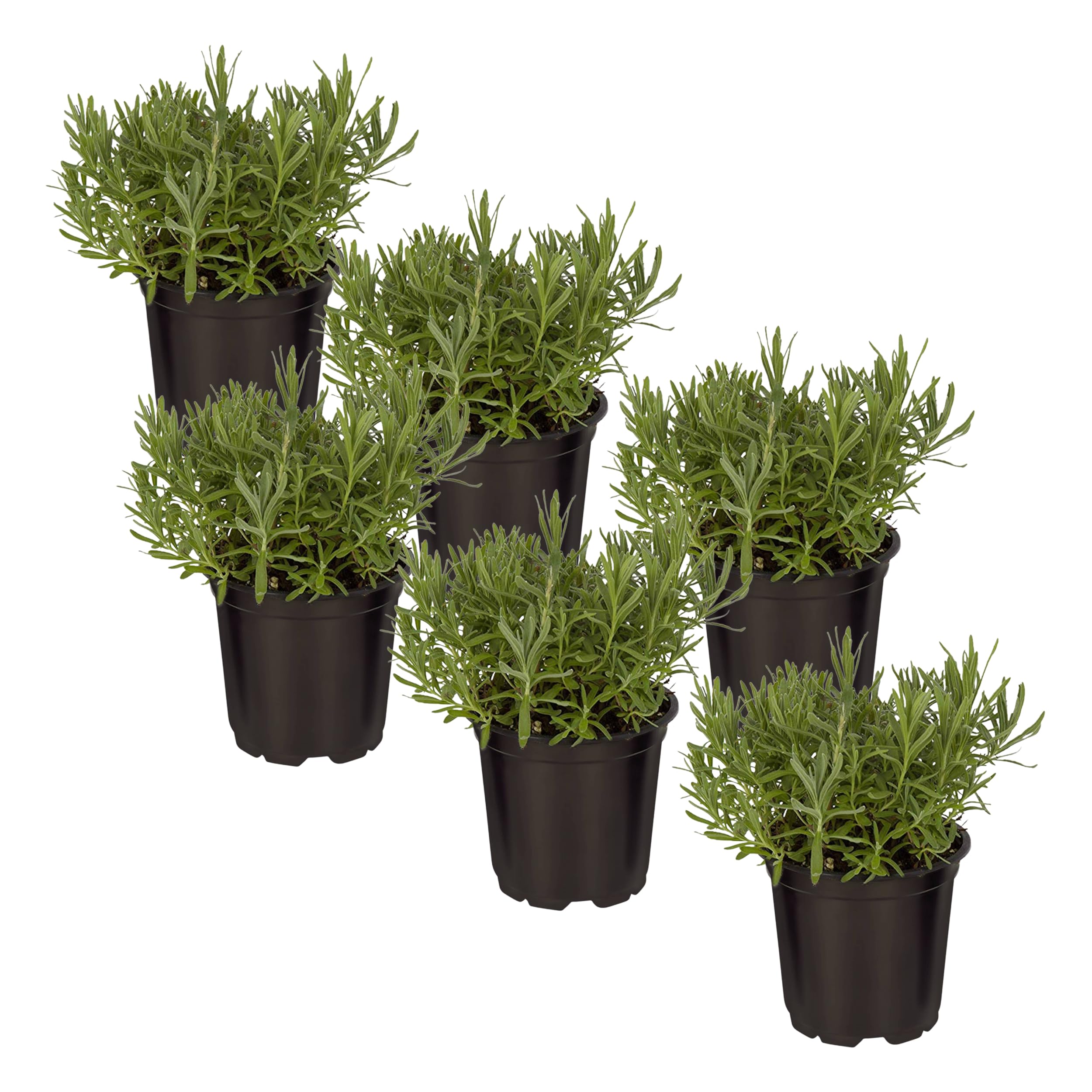 The Three Company Lavender 6-pack plant in pot with silvery foliage ready for your garden