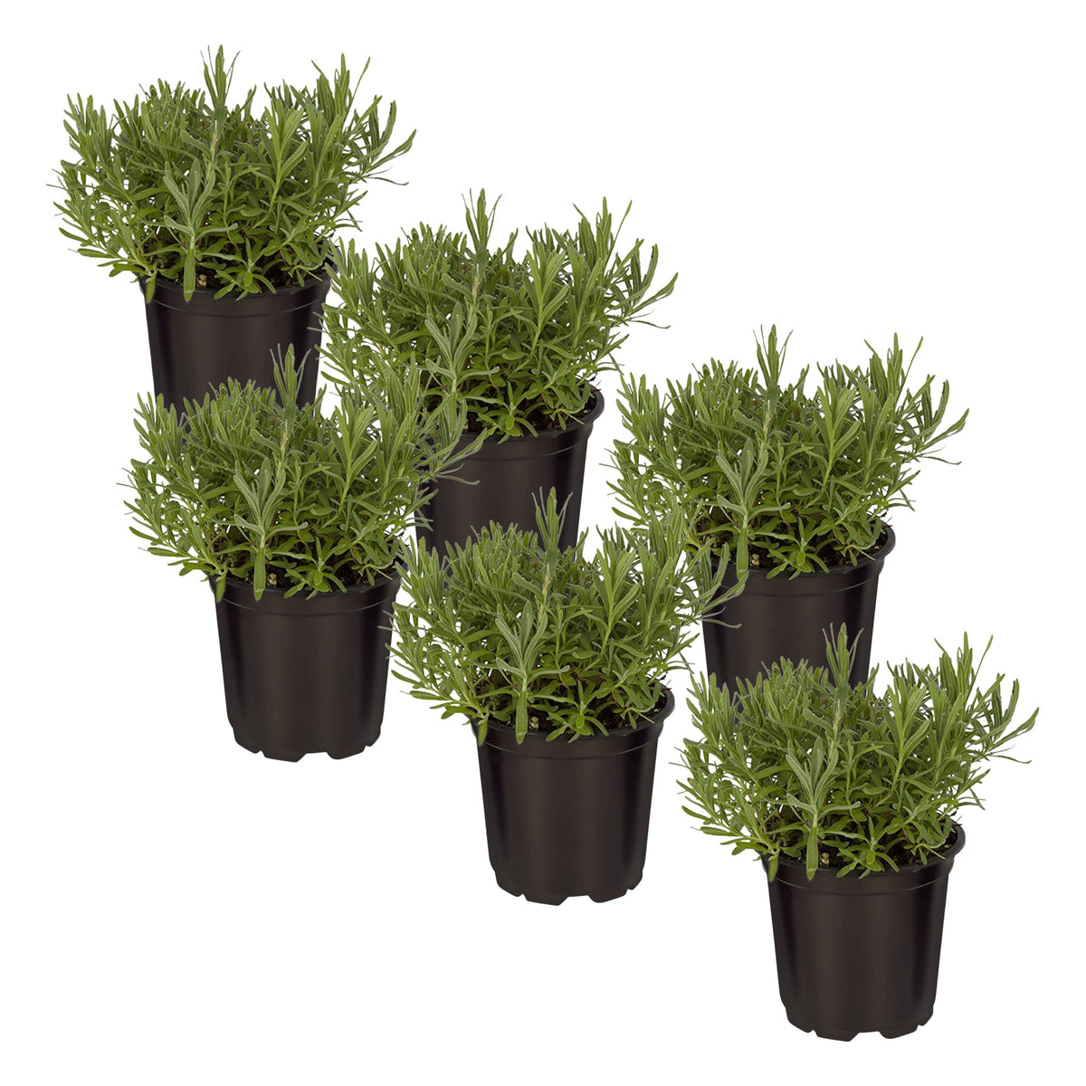 The Three Company Lavender 6-pack plant in pot with silvery foliage ready for your garden