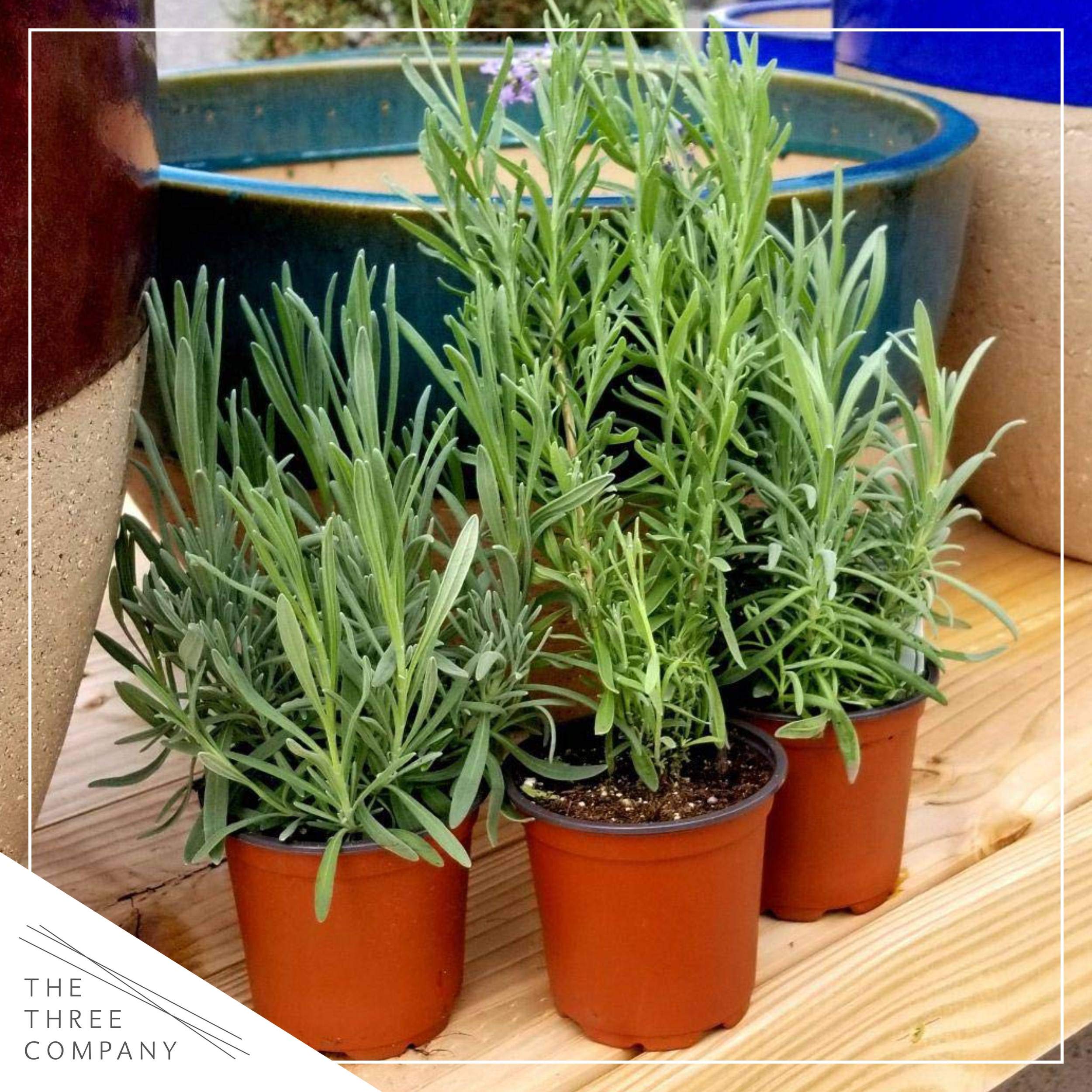 The Three Company lavender aroma close-up captures a calming scent for relaxing routines.