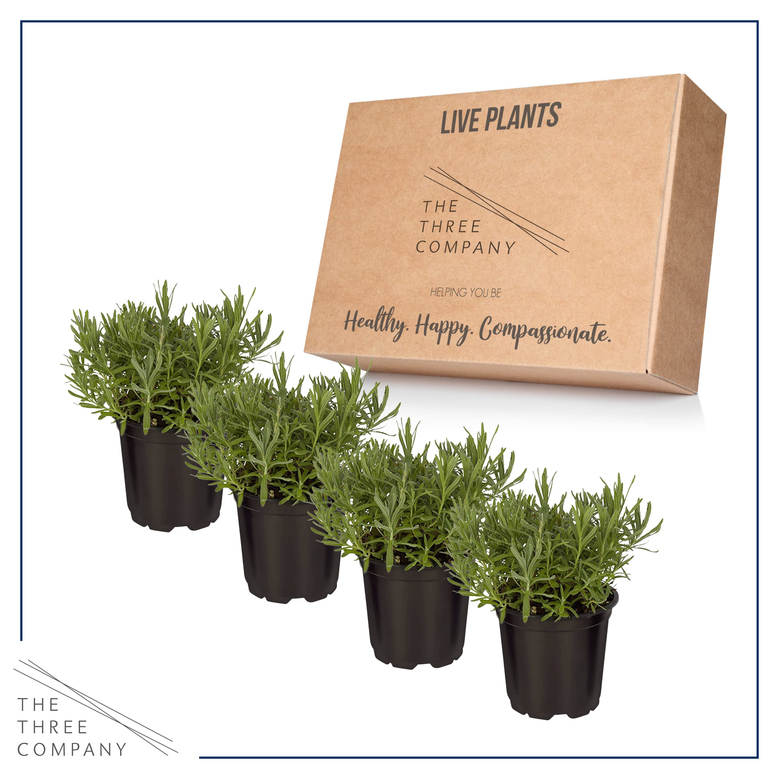 The Three Company lavender pictured with well-draining soil, illustrating easy care for beginners.