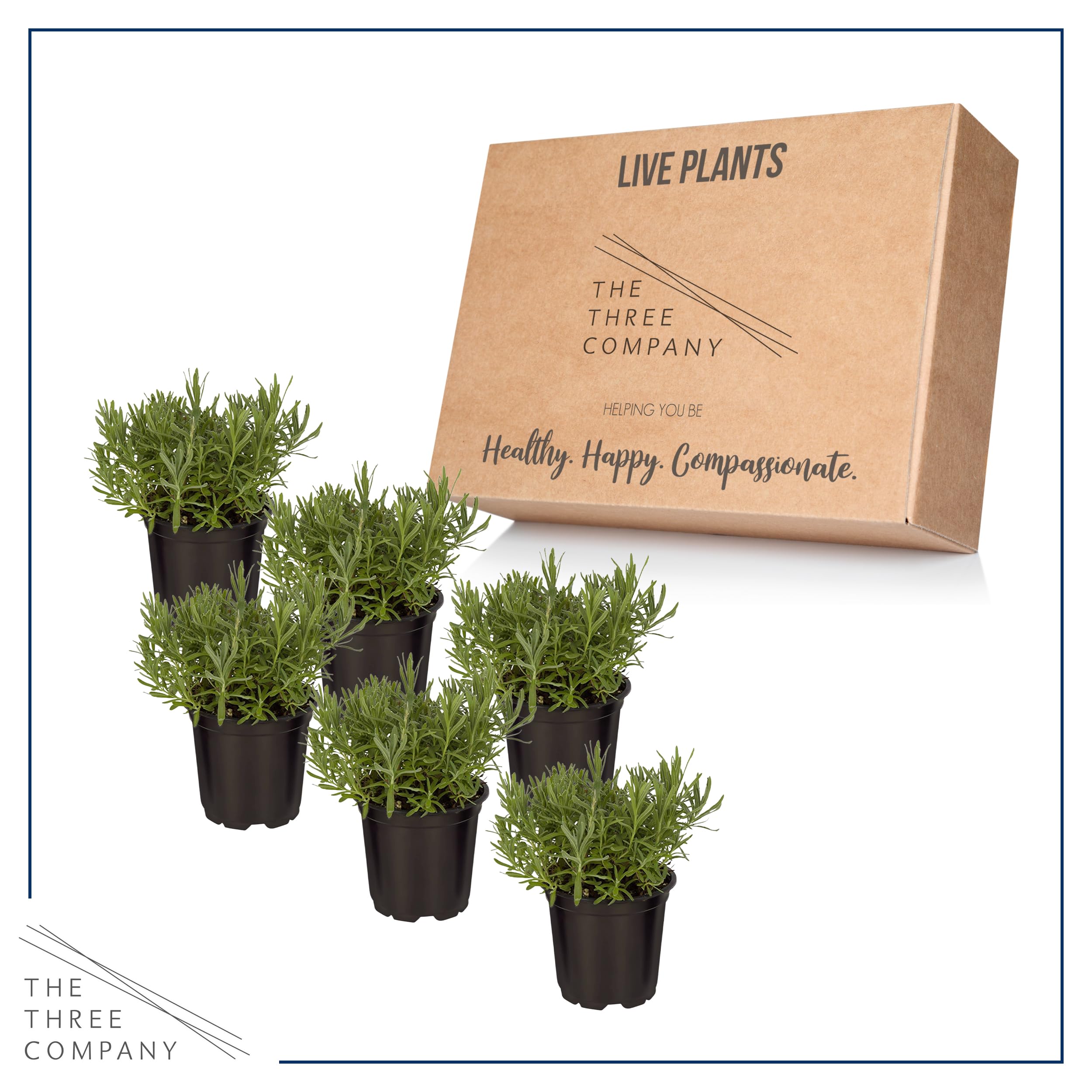 The Three Company lavender thrives in full sun and well-drained soil