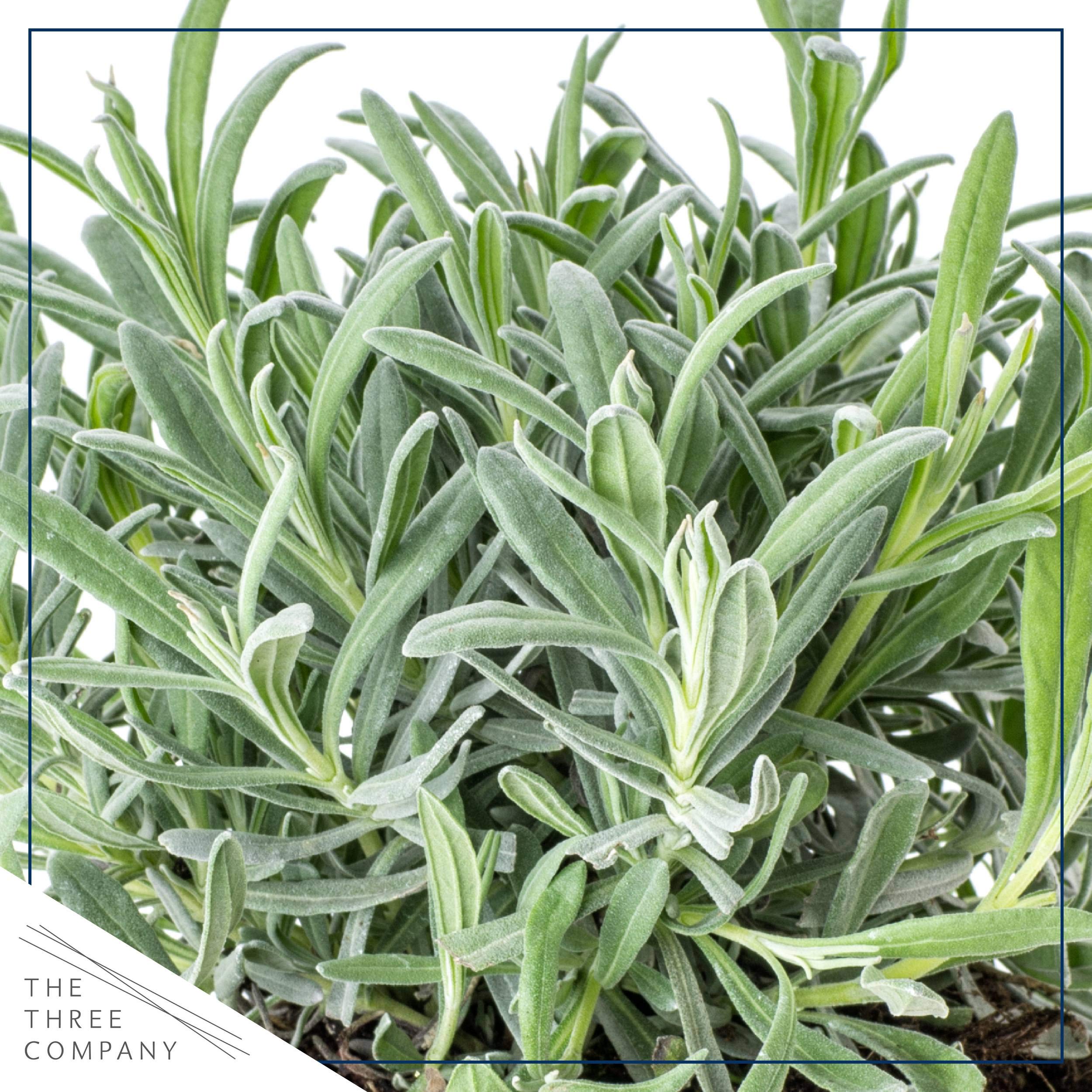 The Three Company lavender leaves close-up showing silver-green foliage and fragrance potential.