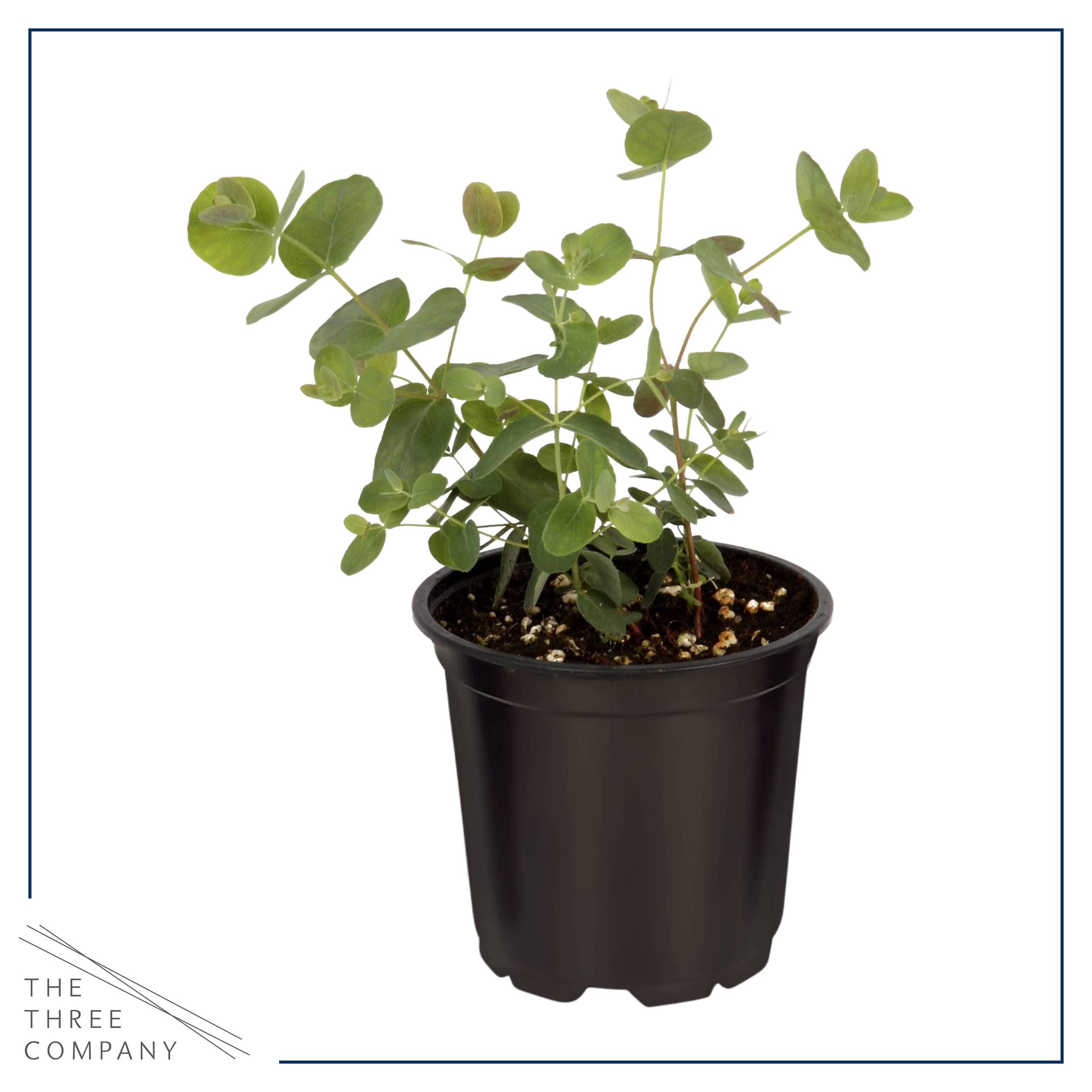 The Three Company lavender plant featuring blooms and fragrant aroma for sachets.