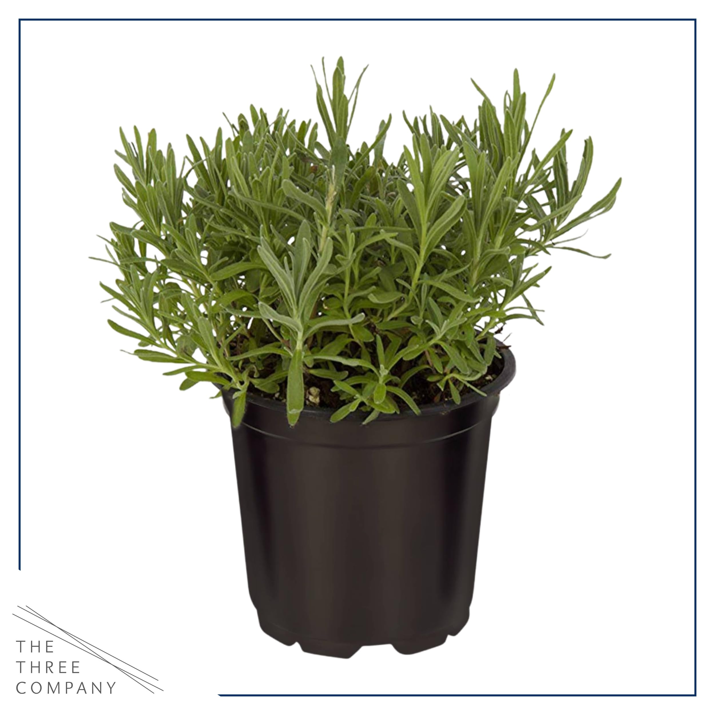 The Three Company lavender potted plant adds calming color to borders
