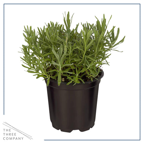 The Three Company lavender potted plant adds calming color to borders