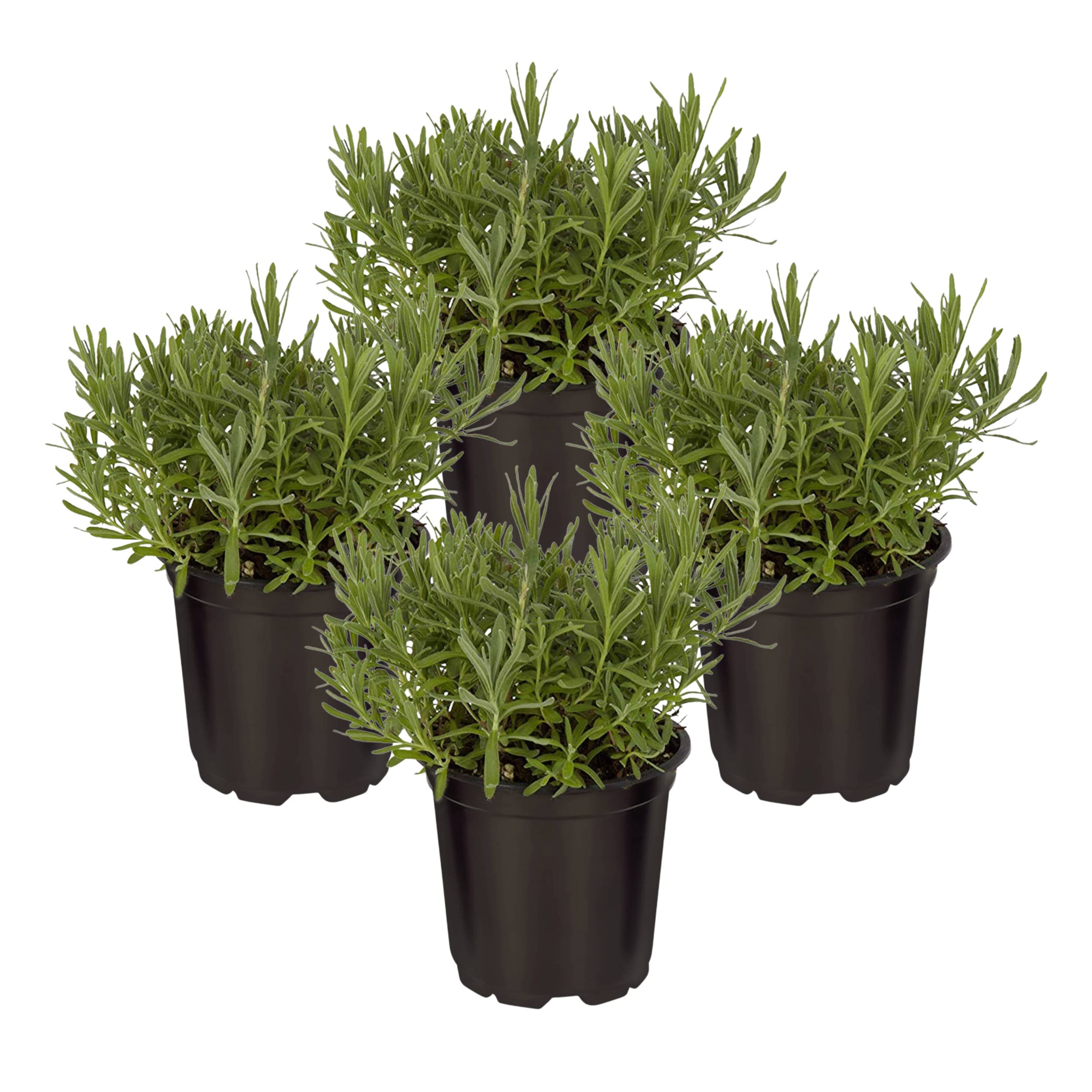 The Three Company lavender starter-pack plant in a pot ready to start a sunny herb garden.