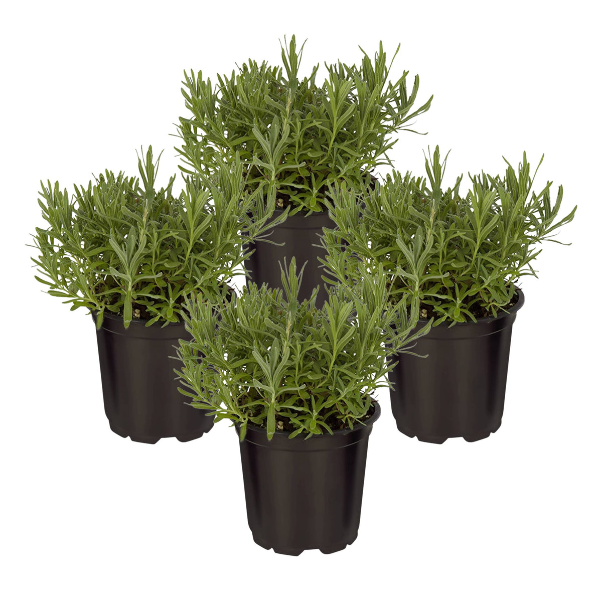 The Three Company lavender starter-pack plant in a pot ready to start a sunny herb garden.