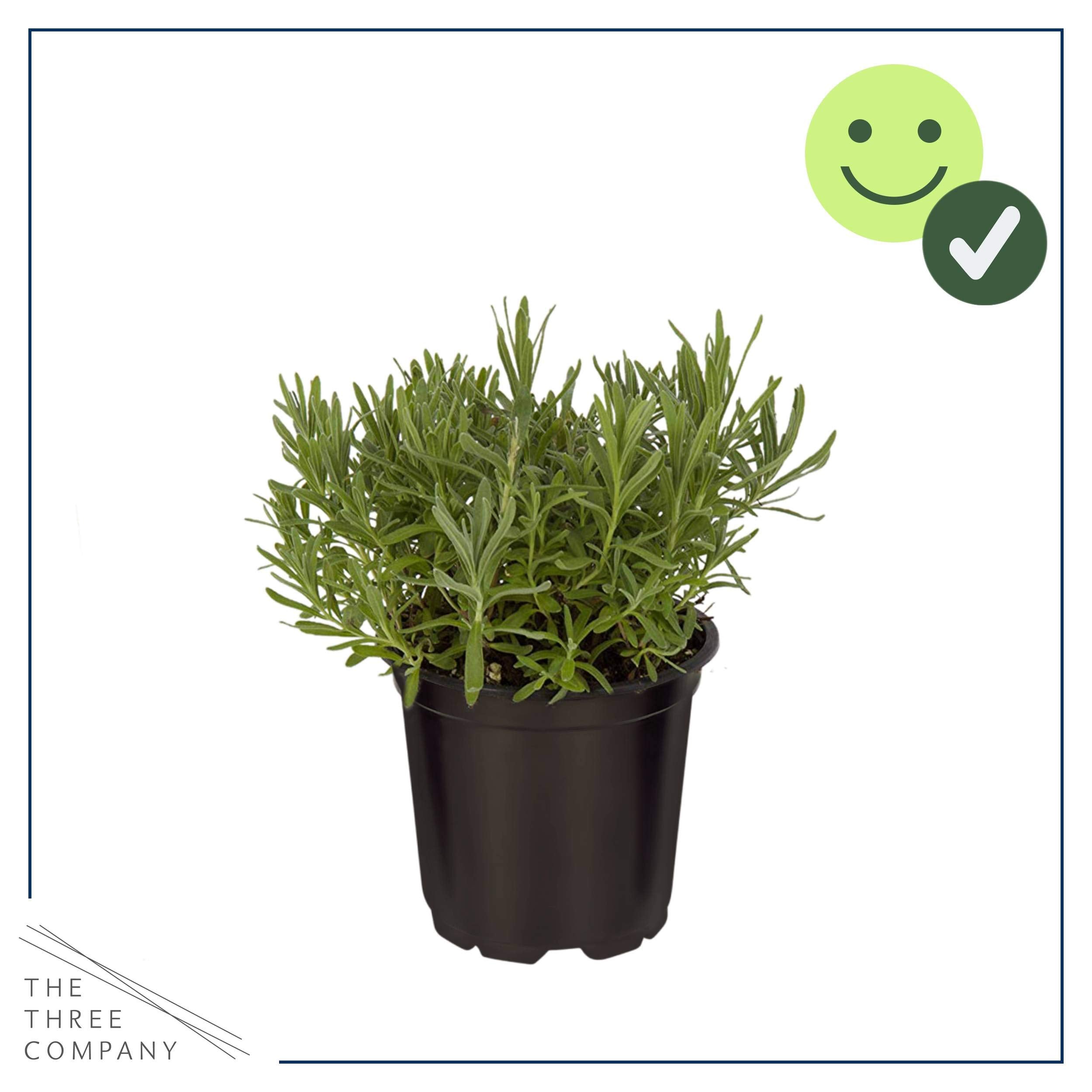 The Three Company lavender in summer bloom adds color and a soothing scent to outdoor spaces.