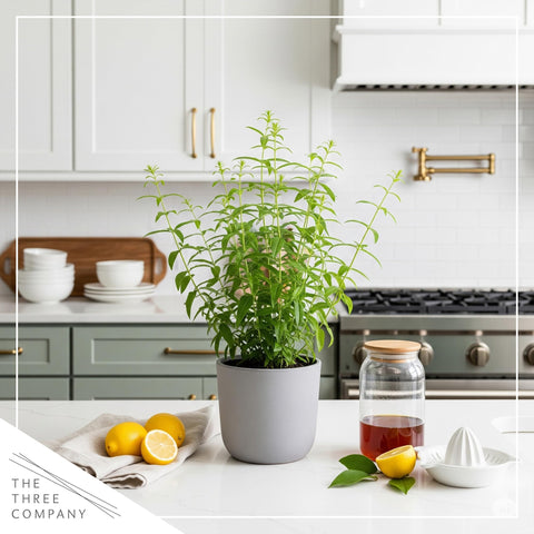 The Three Company lemon verbena edible leaves, perfect for teas, desserts, and savory dishes.