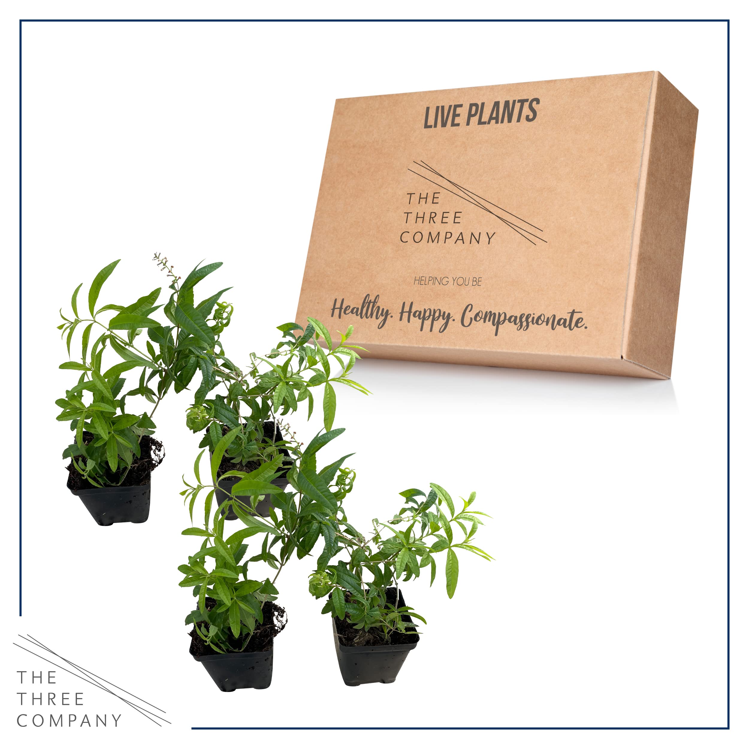 The Three Company lemon verbena fragrance scent, bright lemon aroma for outdoor spaces.