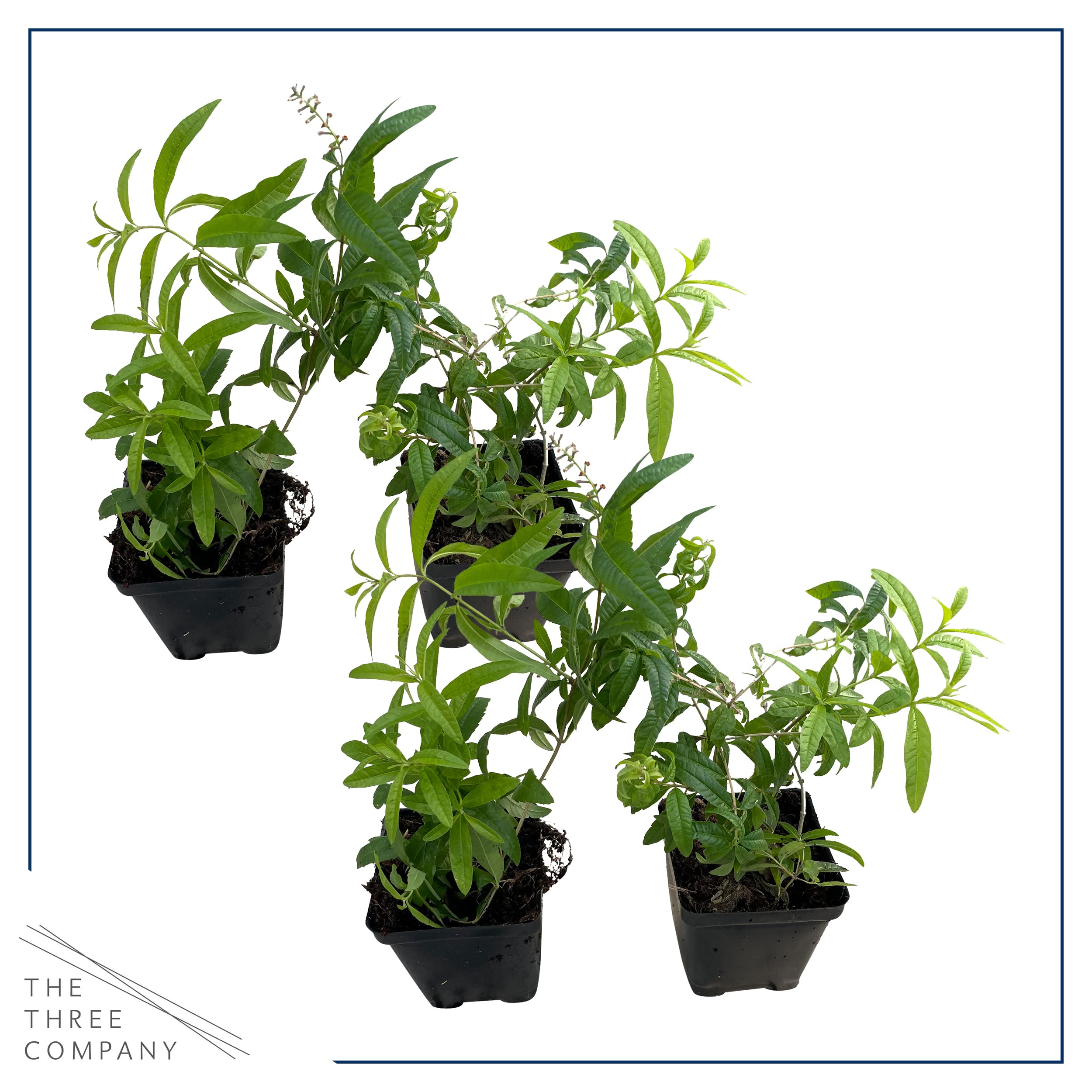The Three Company lemon verbena in garden bed, sun-loving herb with lemon scent.