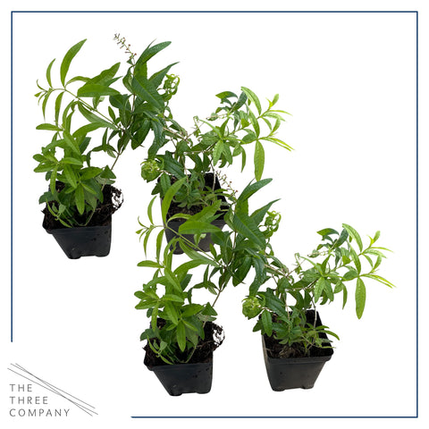The Three Company lemon verbena in garden bed, sun-loving herb with lemon scent.