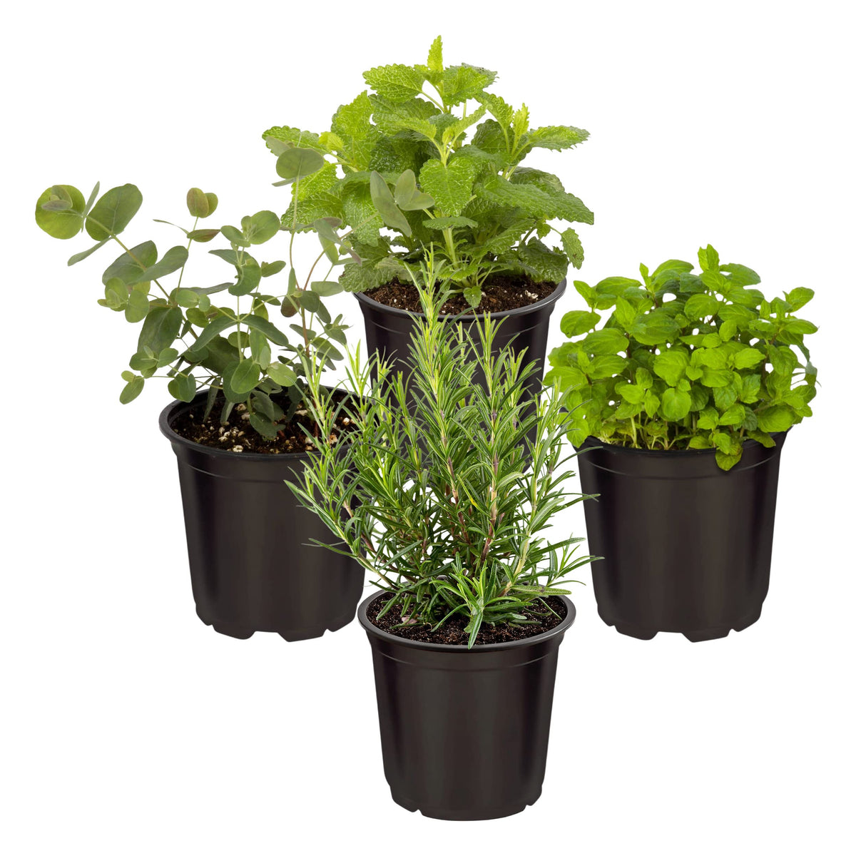 The Three Company lemon verbena plant with bright leaves for fresh fragrance in cooking.