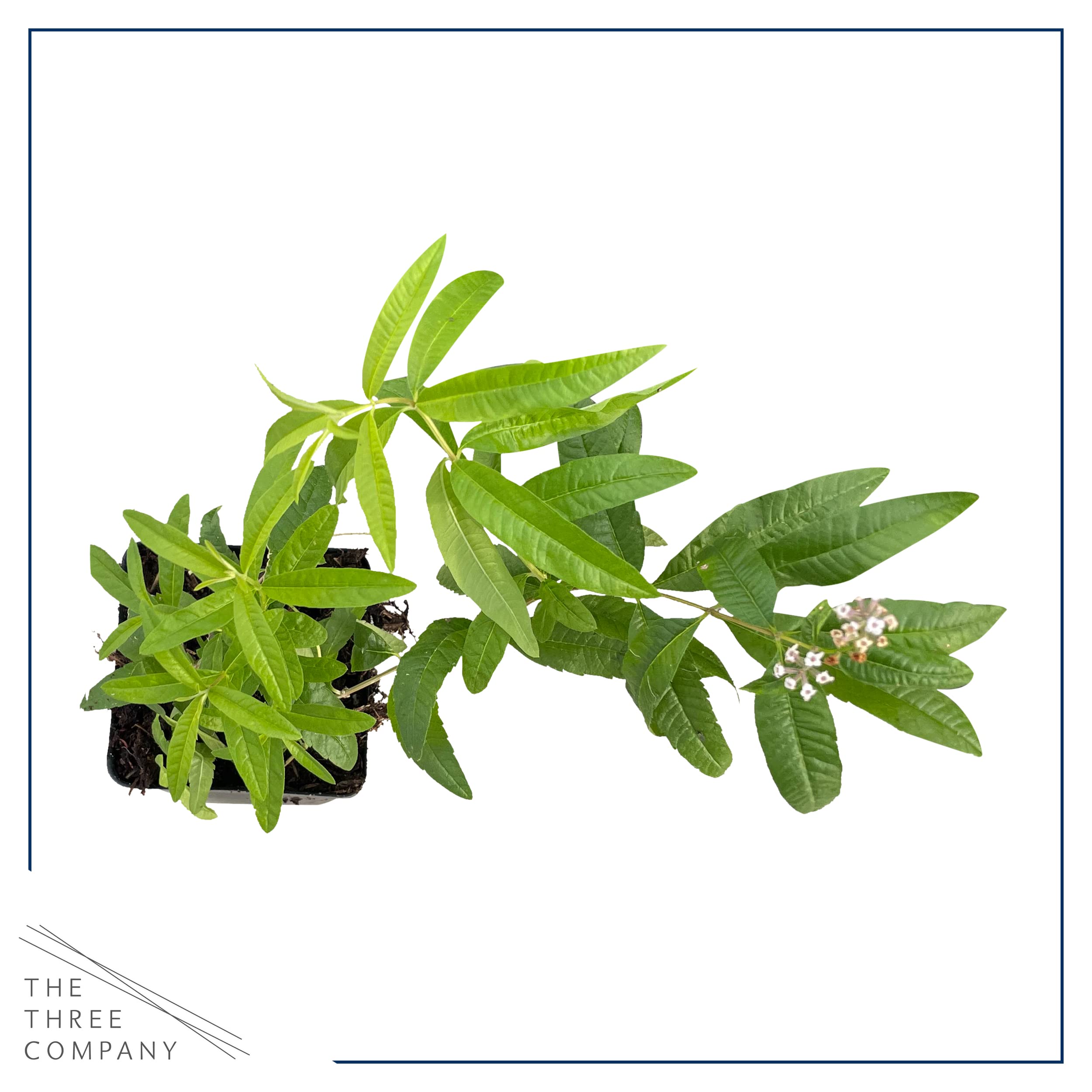 The Three Company lemon verbena pot-size plant, ideal for sunny patios and container gardens.
