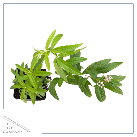 The Three Company lemon verbena pot-size plant, ideal for sunny patios and container gardens.