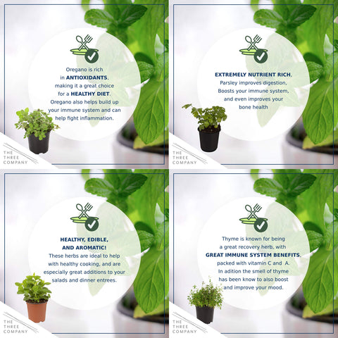 The Three Company lemon balm leaf close-up, citrus scent for teas and desserts