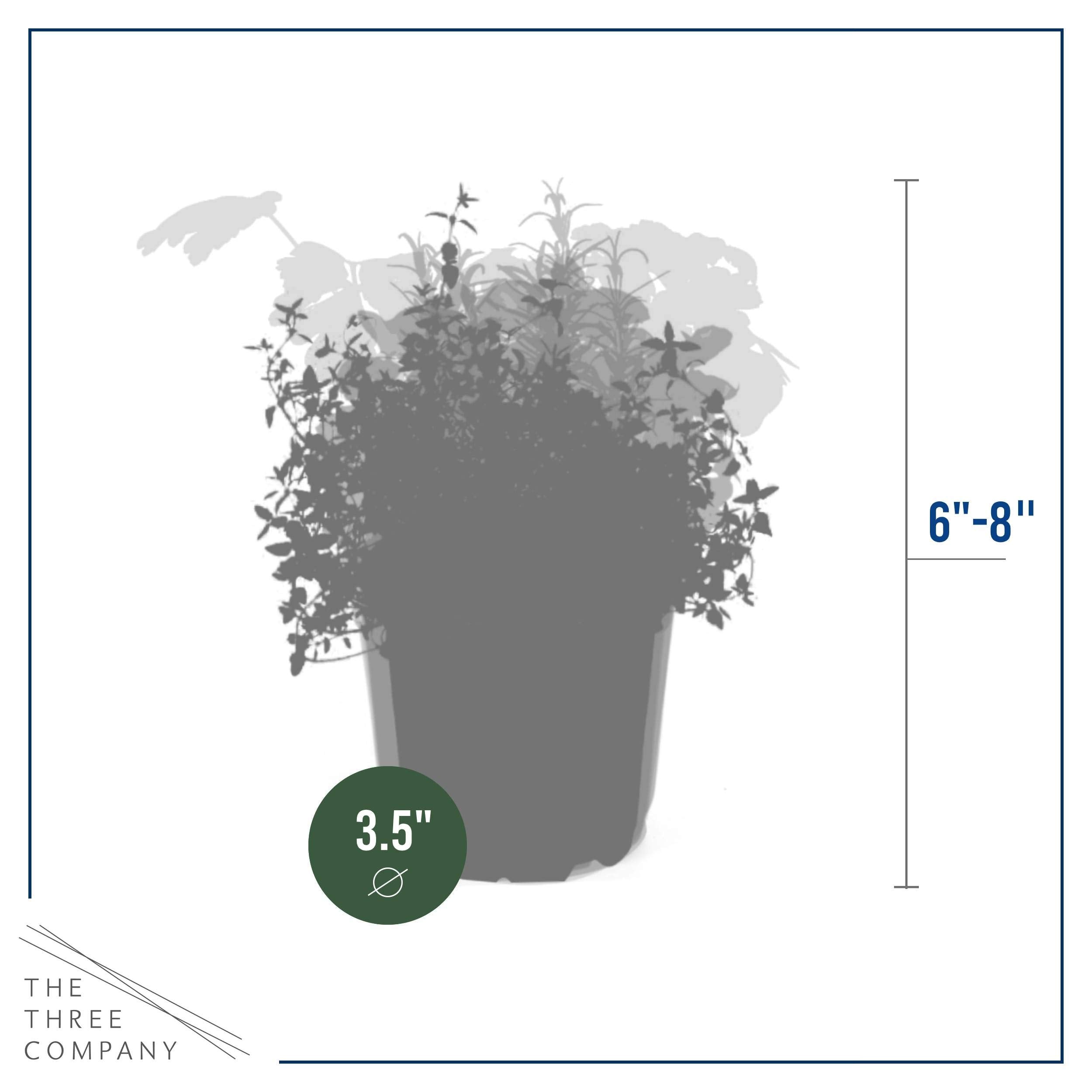 The Three Company mint leaf shot, bright scent for beverages and garnish