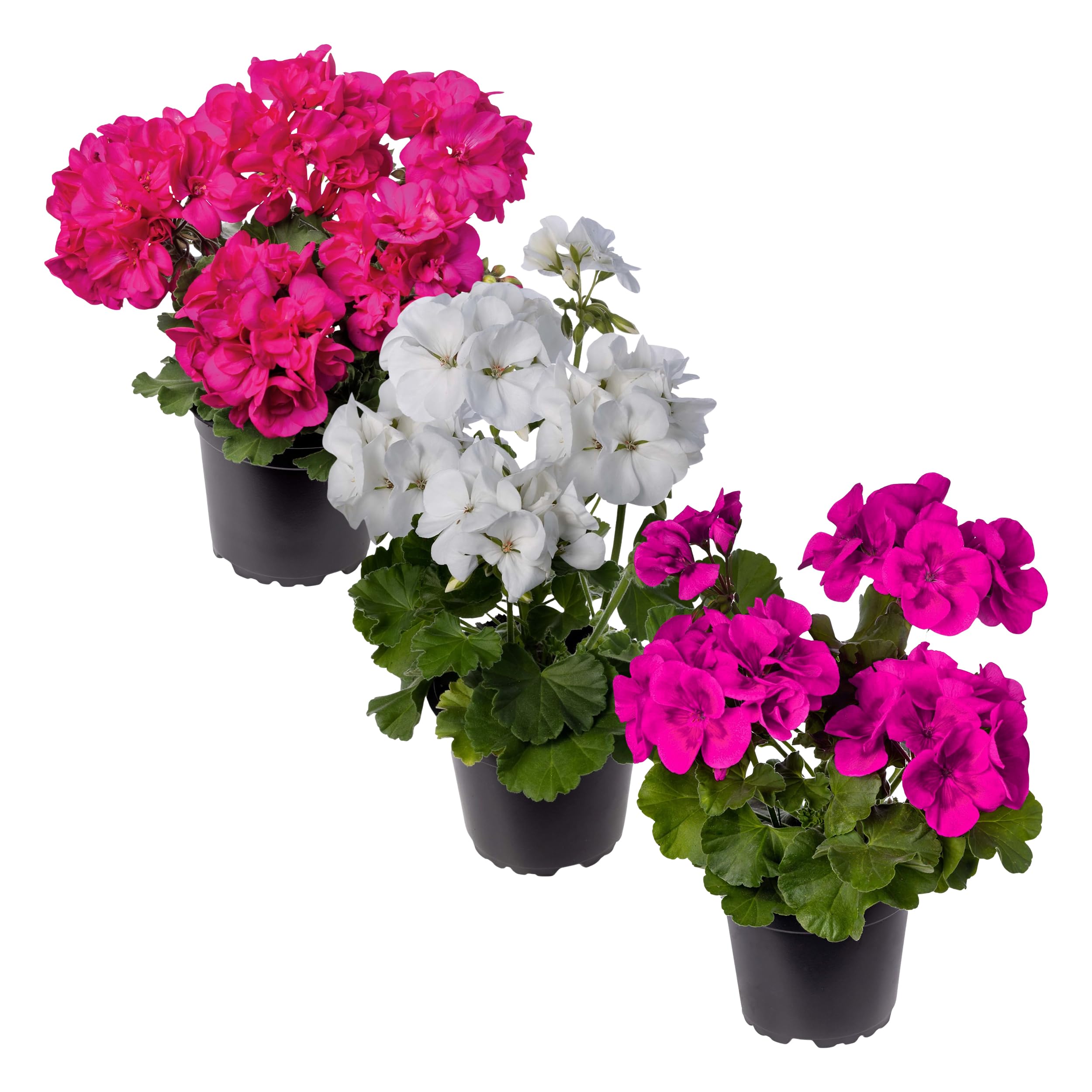 The Three Company live flowering geraniums pack showing vibrant spring color for gardens
