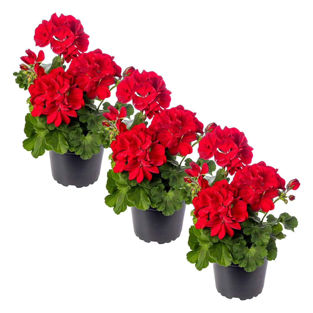 The Three Company live-flowering zonal geranium red plant in a 1 qt pot adds vibrant color.
