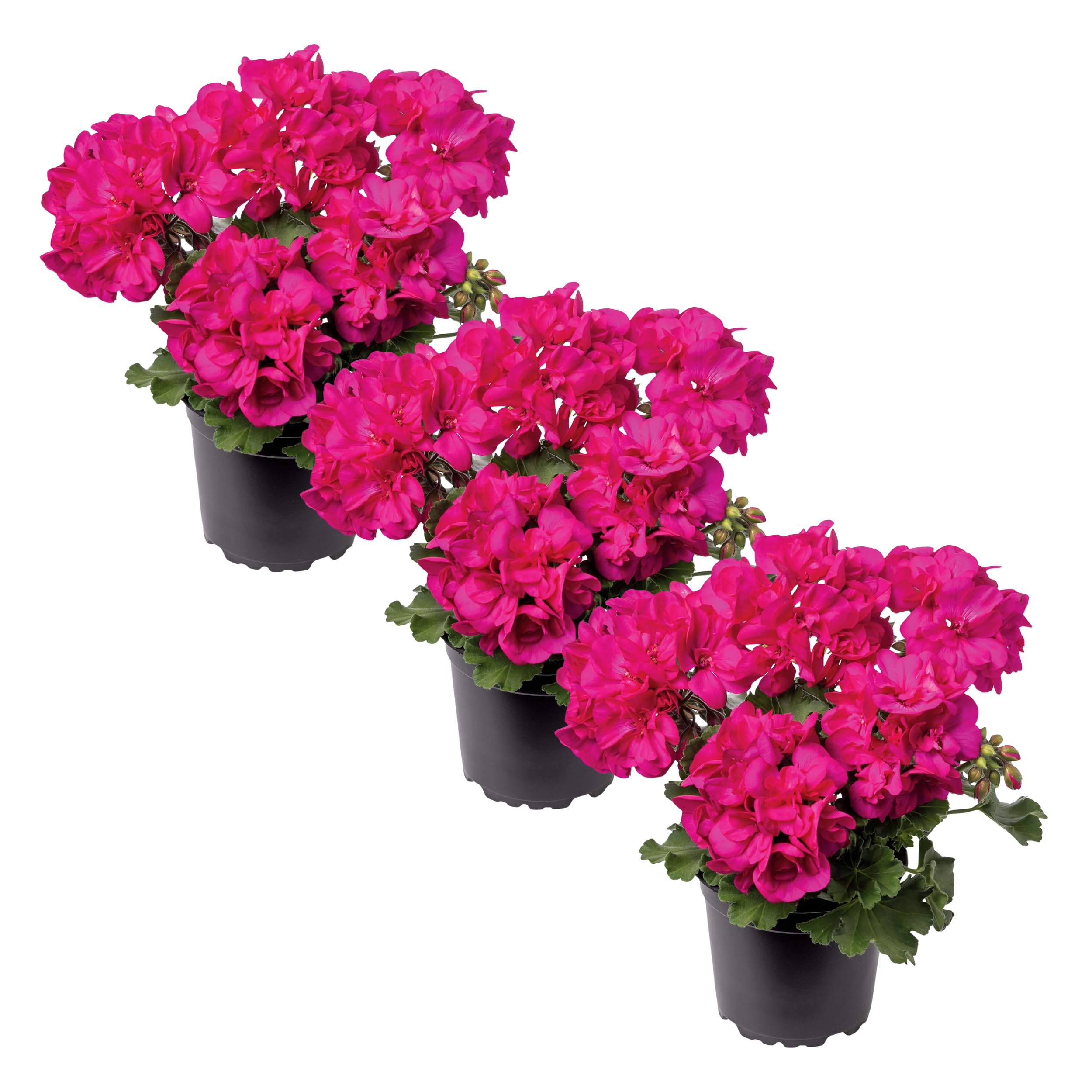 The Three Company pink zonal geraniums 3-pack with vibrant blooms for sunny borders.