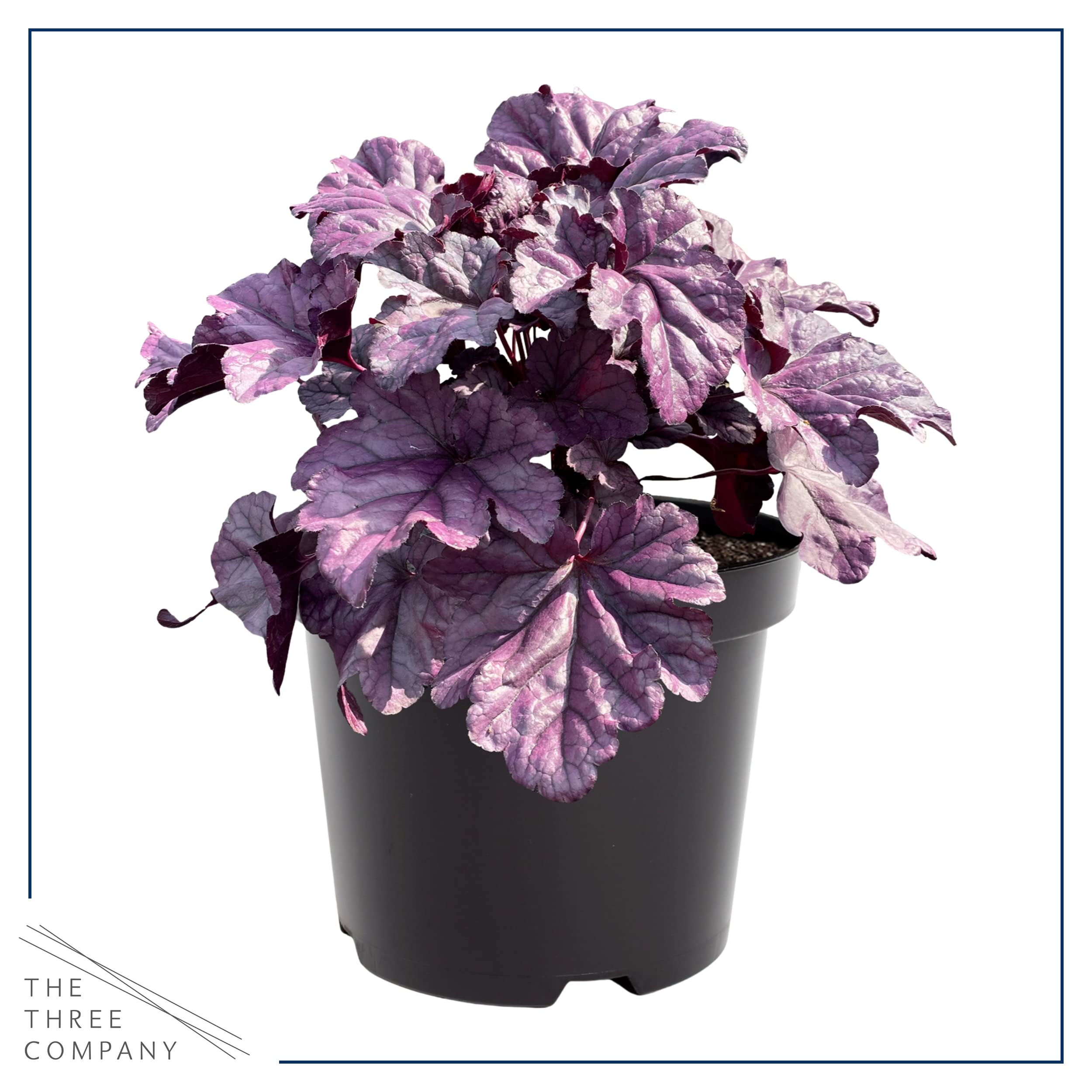 The Three Company Live Heuchera in a border garden with deep purple foliage.