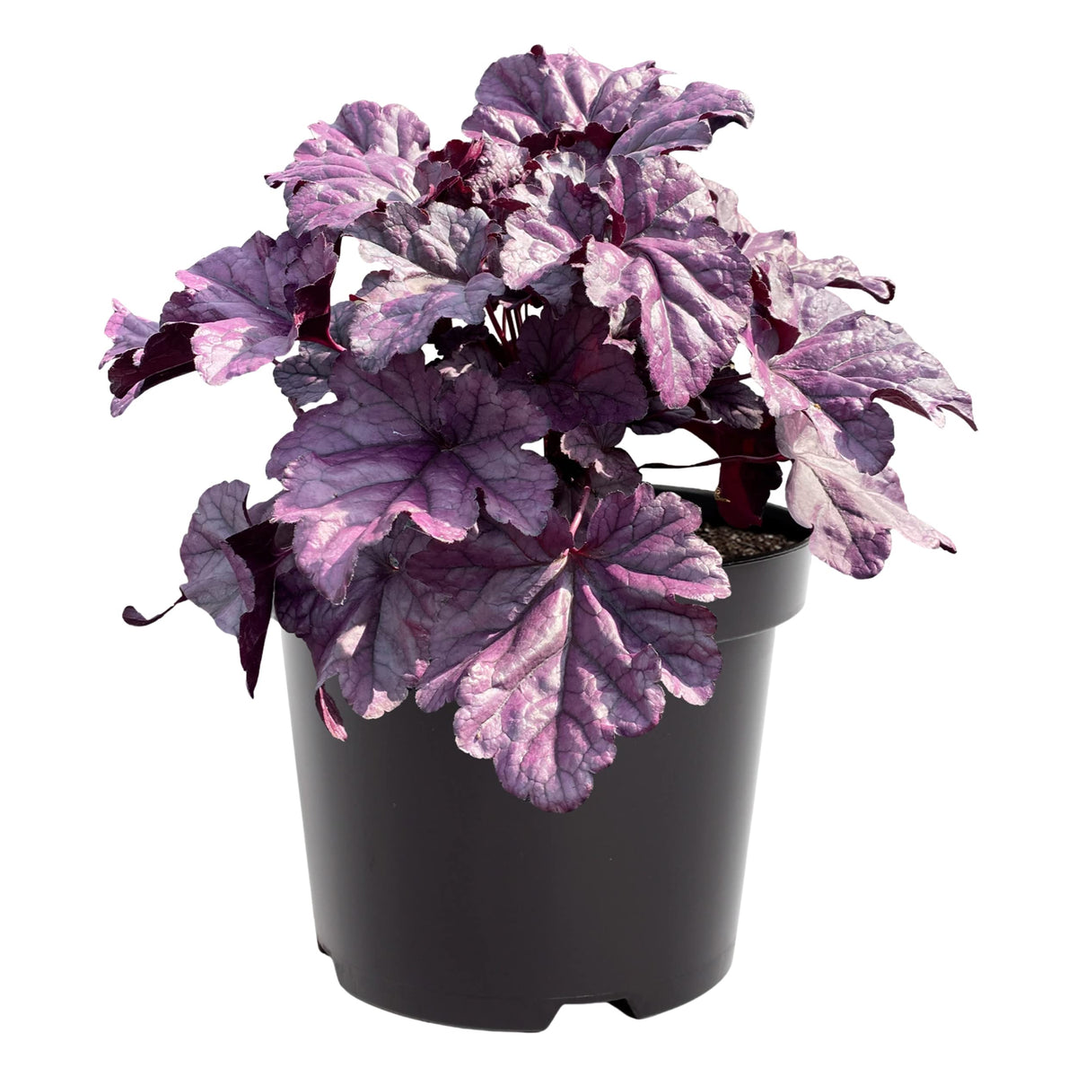 The Three Company Live Heuchera close-up leaves show rich purple tones for shade borders.