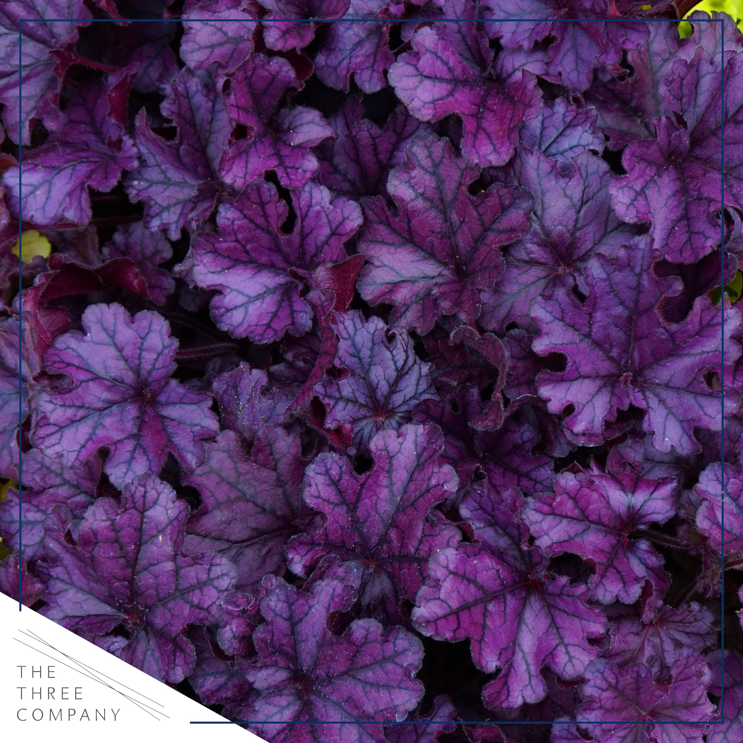 The Three Company Live Heuchera forms a compact mound for borders.