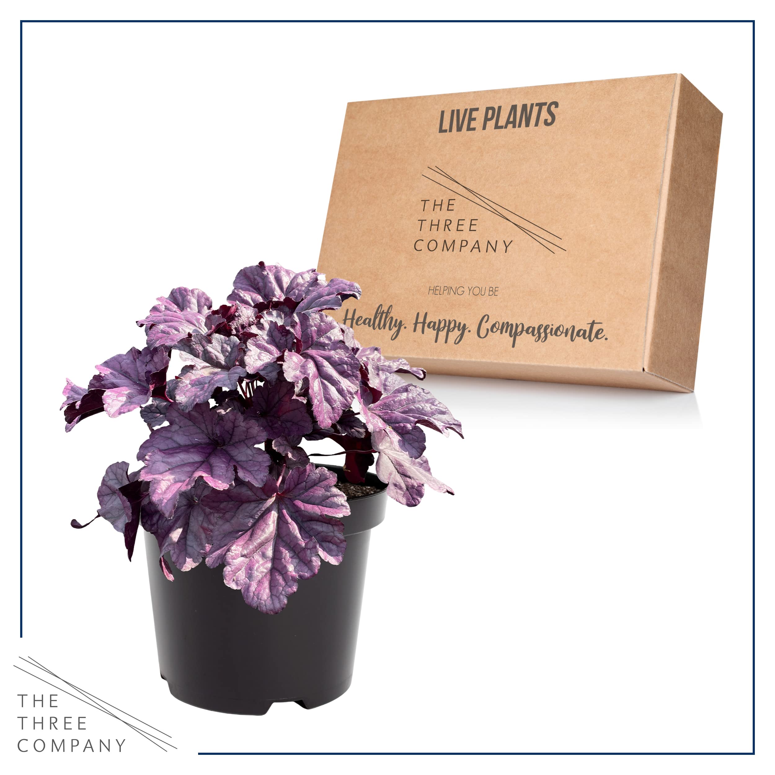 The Three Company Live Heuchera in a 2.5 Qt pot adds spring color.