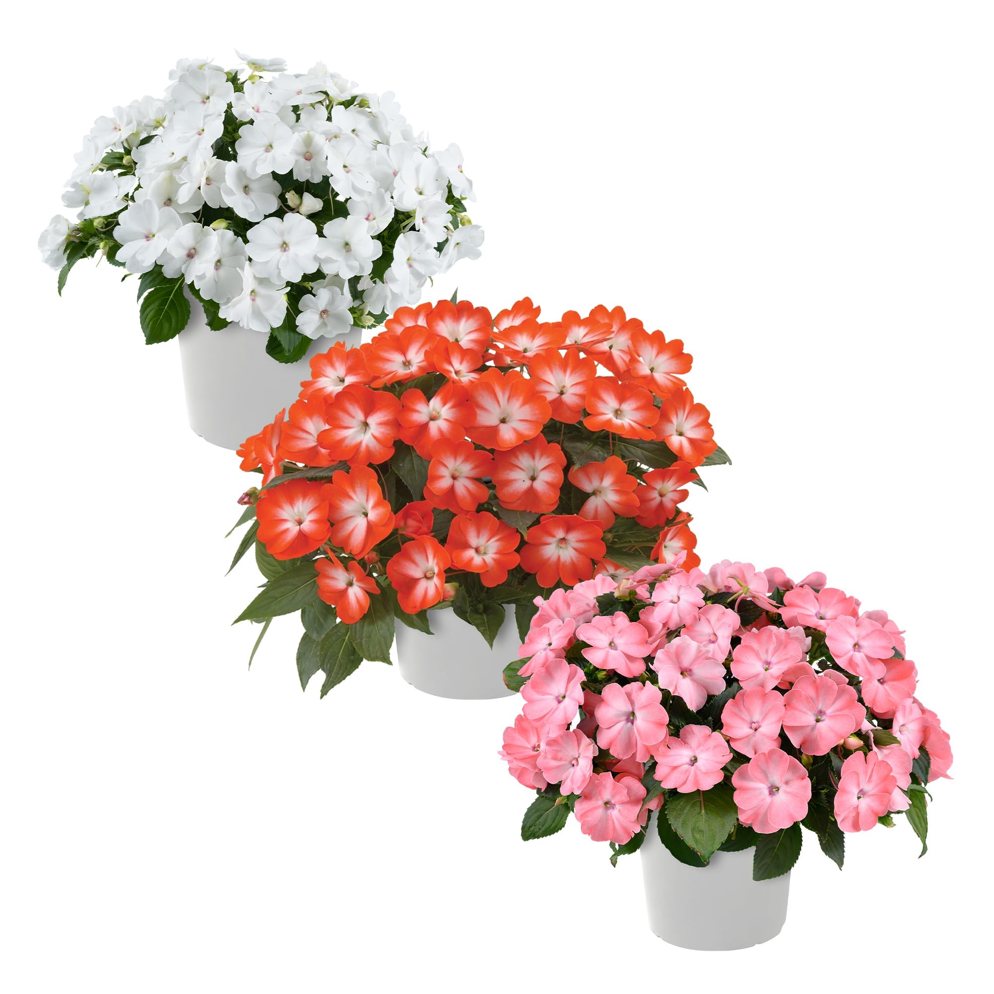 The Three Company New Guinea Impatiens trio in a 1 qt pot adds shade-friendly color to borders.
