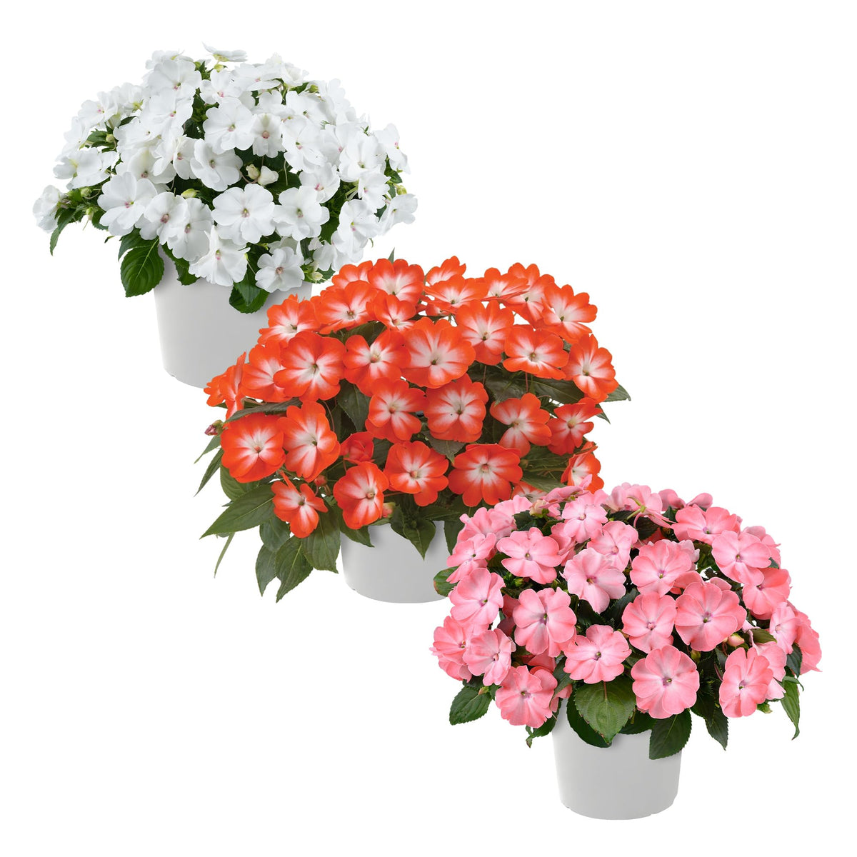 The Three Company New Guinea Impatiens trio in a 1 qt pot adds shade-friendly color to borders.