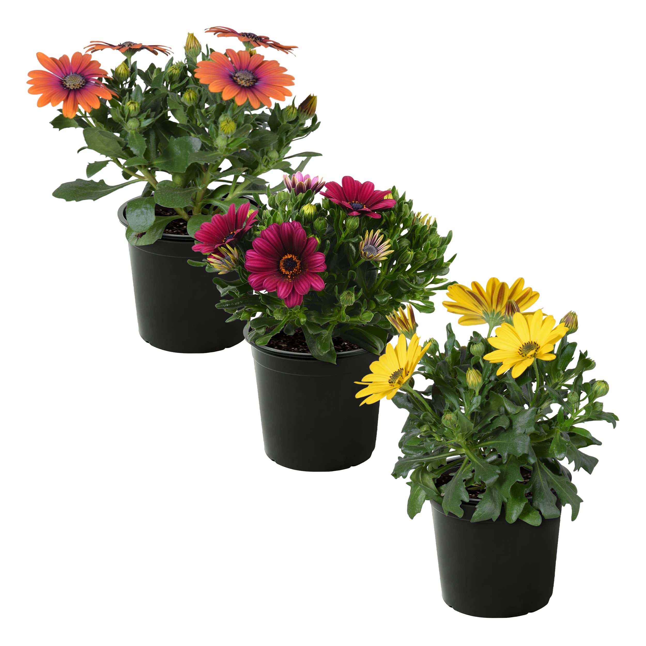 The Three Company osteospermum plant in bloom, a bright spring color accent.