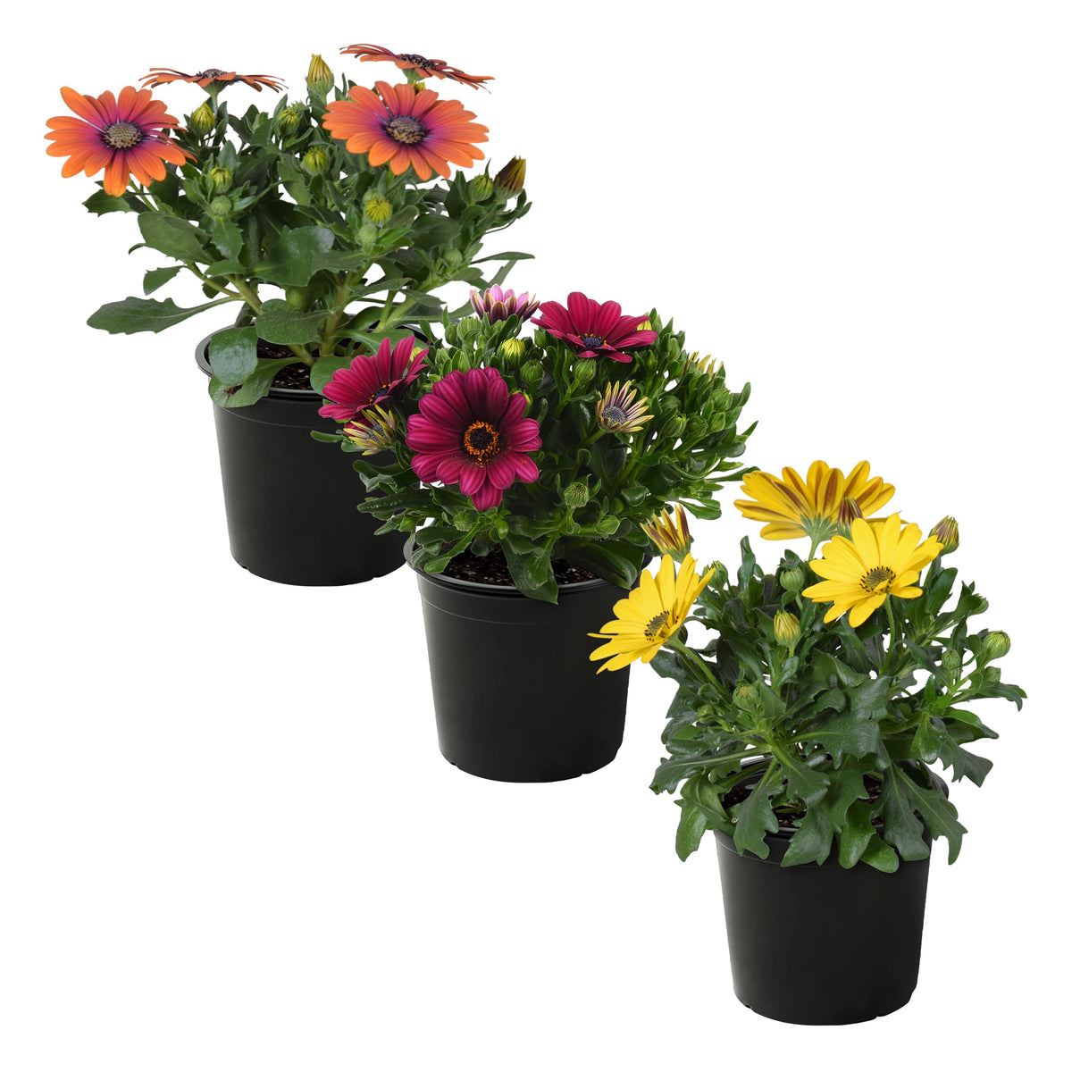 The Three Company osteospermum plant in bloom, a bright spring color accent.