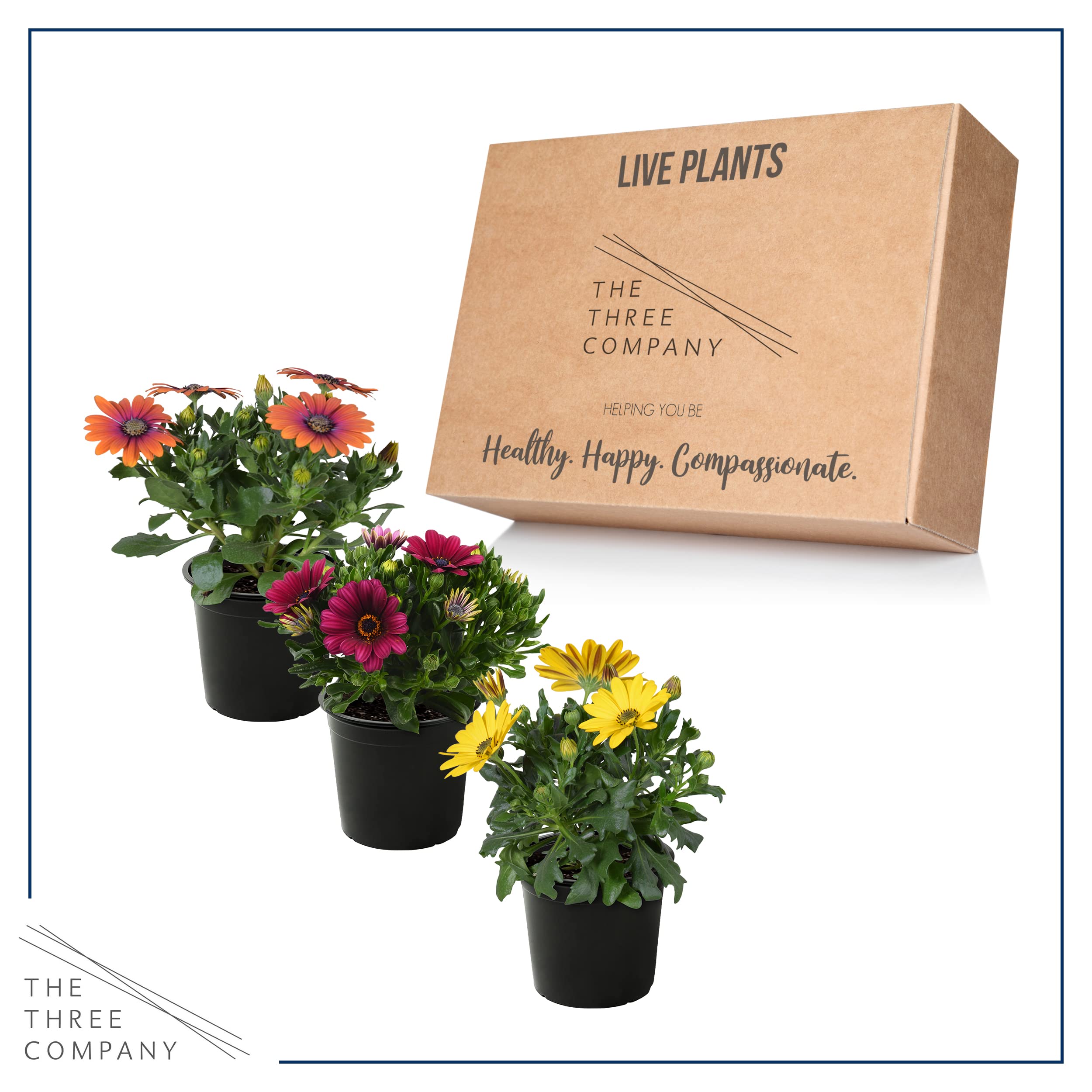 The Three Company live plants are greenhouse-grown and shipped fresh.